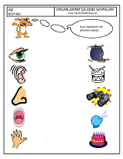 okul öncesi duyu organları nasıl anlatılır